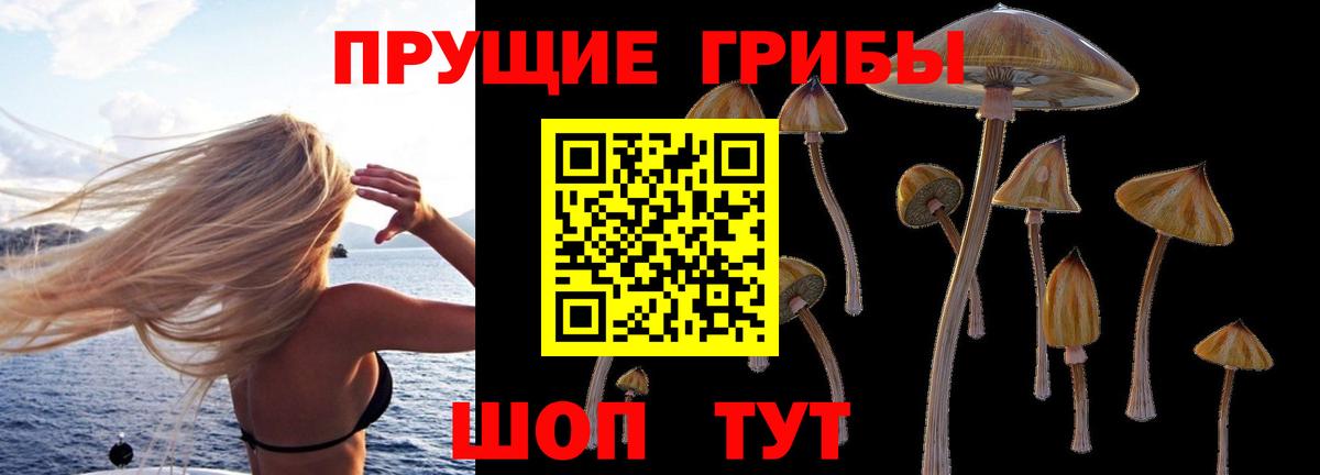 купить наркоту  Галлюциногенные грибы Magic Shrooms  Вход с VPN  Елизово 